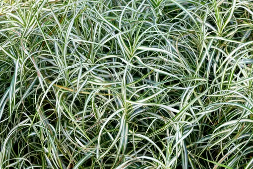 Декоративная трава — осока