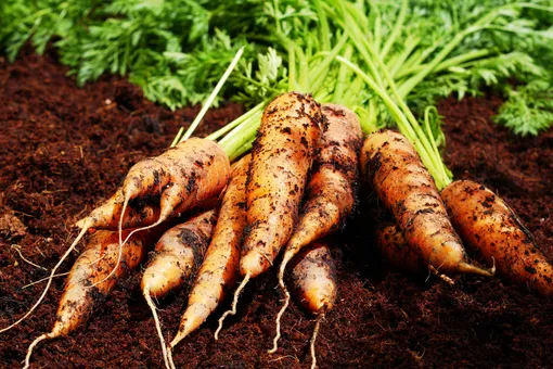 Чем подкормить морковь в июле, чтобы не выросла корявой и пресной?