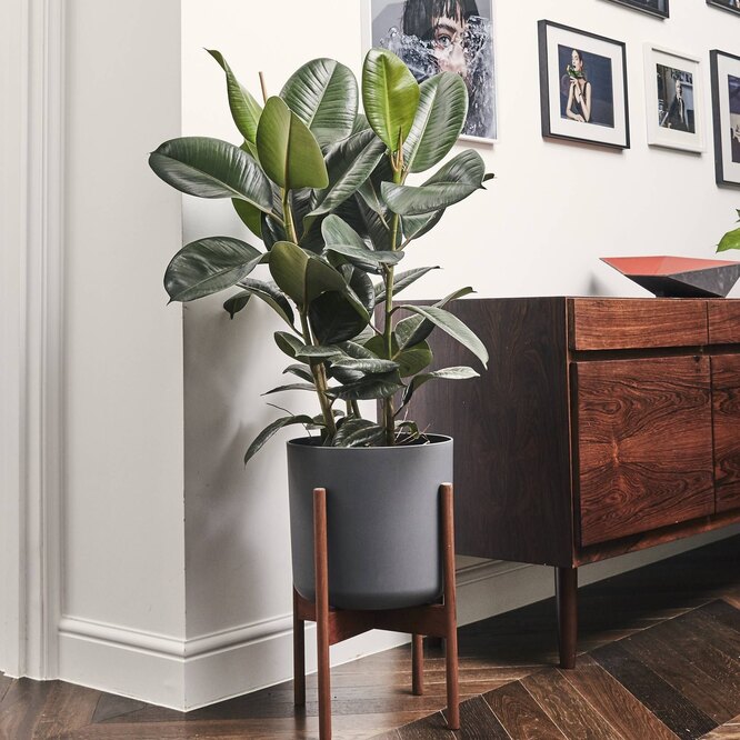 Ficus gumový (elastický)