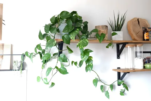 Копеечный лайфхак, который превратит ваши комнатные растения в прекрасный настенный декор