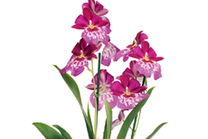 Вопрос про орхидеи