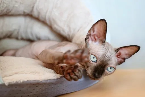 Женщина купила лысого котёнка — и её ждал сюрприз: вот каким он стал через год