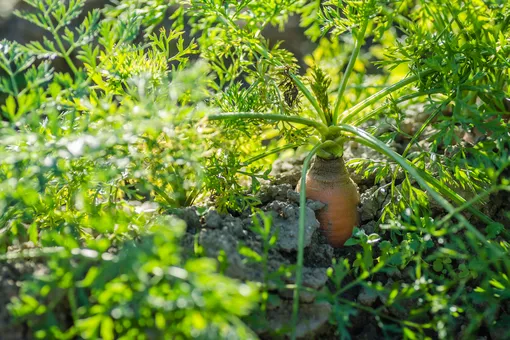Секреты выращивания моркови: что делать, чтобы ускорить прорастание семян, сроки и правила посадки