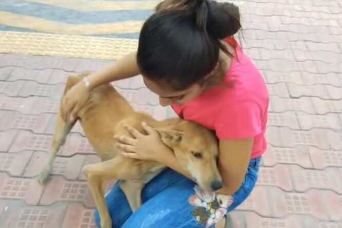 «Еле на лапах стояла»: активисты спасли истощенную собаку, кормившую 6 щенков