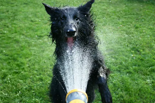 Собаку поливают водой из шланга