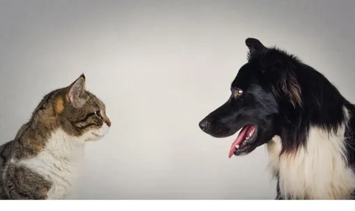 кот против собаки