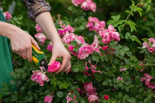 7 губительных ошибок при обрезке роз, которые мешают их росту и цветению