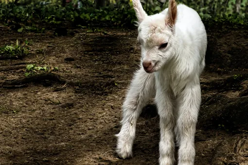 Её зовут Чудо: коза родилась со страшным диагнозом, но вытянула счастливый билет