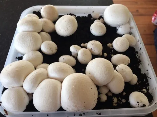 Выращивание шампиньонов в домашних условиях включает в себя правильную посадку, уход и хранение грибов