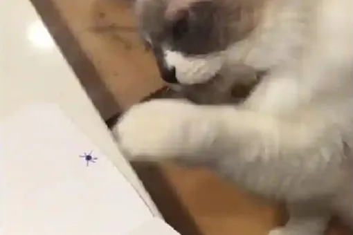 Кошка рассмешила зрителей, пытаясь схватить нарисованного паука (видео)