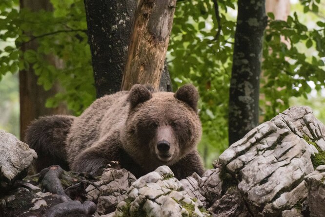 83-летняя пенсионерка больше суток простояла в ручье, отпугивая медведя без оружия