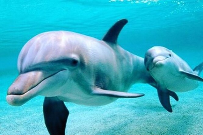 В Индии дельфинов признали личностями и запретили дельфинариумы