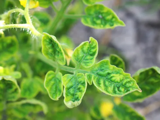 Хлороз нижних листьев и появление на них бурых пятен — признак нехватки меди