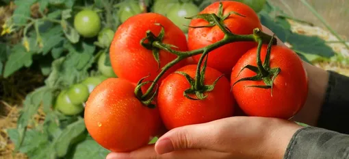 Удобрение для томатов из овсянки: польза домашнего средства