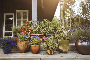 Как удобрять цветы в вазонах и наслаждаться обильным цветением всё лето