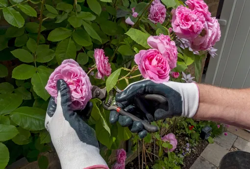 Розам необходима регулярная обрезка увядших цветков, только так она будет продолжать цвести