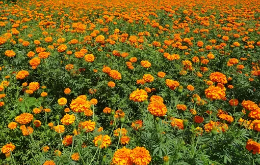 Самые распространённые цветы для мавританского газона