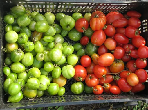 Дозаривание собранных томатов в домашних условиях