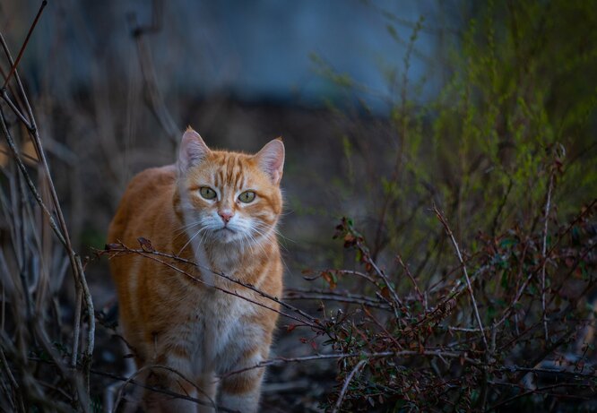 Умер котенок дома, куда звонить?