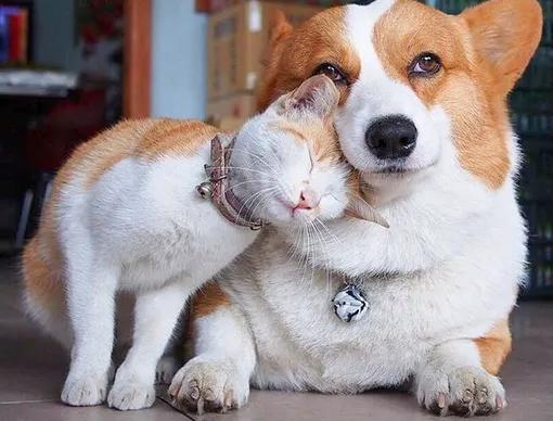 кошка и собака близнецы