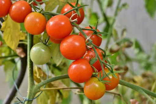 Поливать тепличные томаты в период созревания следует тёплой отстоянной водой и только под корень