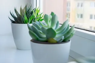 10 плюсов комнатных растений: почему в квартире их должно быть много