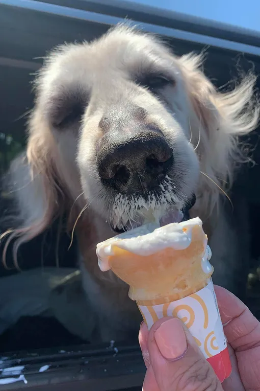 Мороженое — любимая сладость собаки