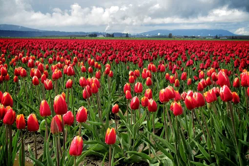 6 причин почему не цветут тюльпаны и как это исправить