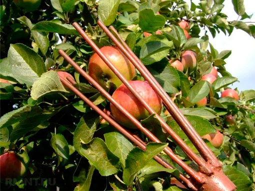 Как правильно собирать урожай яблок?