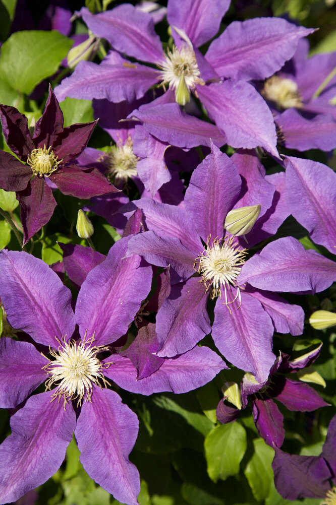 Clematis