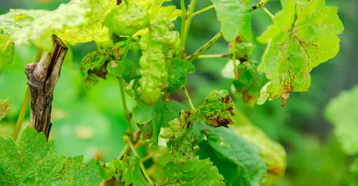 болезни винограда опрыскивание защита винограда от болезней