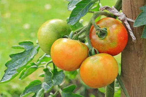 Почему у помидоров скручиваются листья: причины и решения
