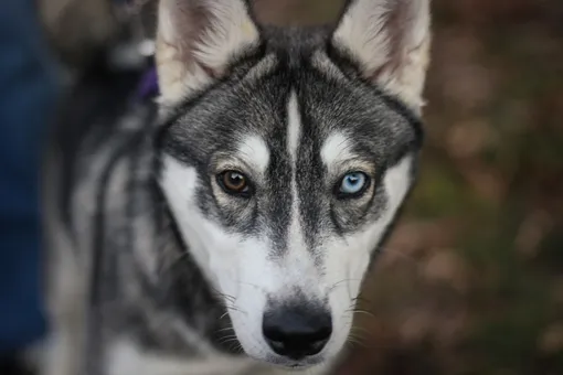 Почему глаза у собак бывают разного цвета?