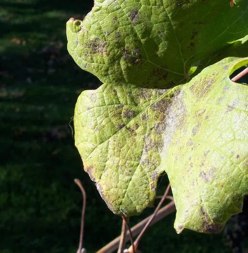 Болезни винограда, описание с фотографиями: ложная мучнистая роса