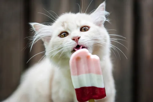 Можно ли кошкам есть мороженое