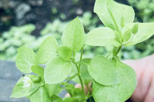 Звездчатка, или мокрица: съедобный и лечебный сорняк с огорода