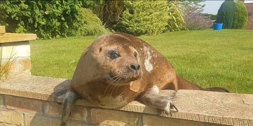 Тюлень мирно грелся на солнце и не проявлял никакой агрессии