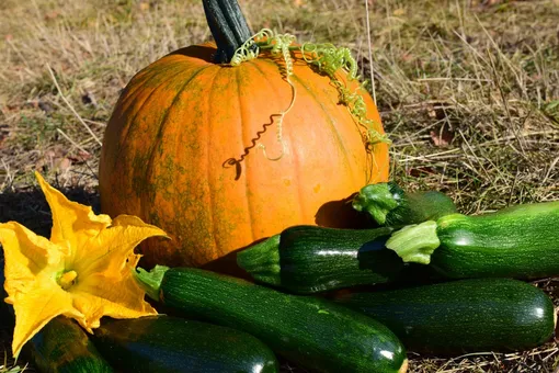 Как правильно подготовить грядки осенью под разные огородные культуры