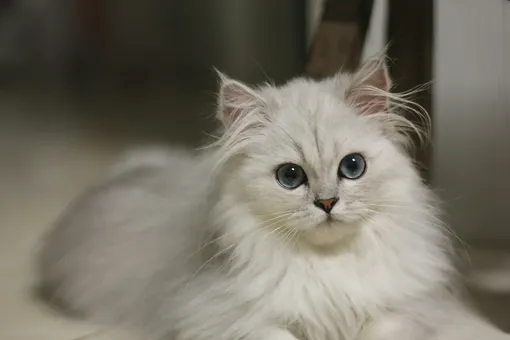Используйте специальный шампунь для белоснежных кошек