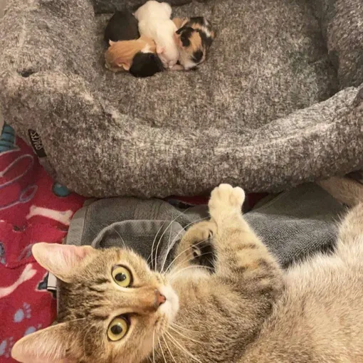 кошка мама с котятами