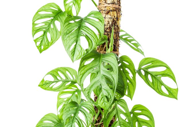 Monstera Adanson potřebuje podporu