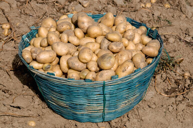 Какая картошка долго лежит: лучшие сорта для зимнего хранения