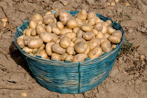 Какая картошка дольше хранится: выбираем лучшие сорта