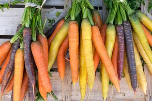 Их выбирают опытные дачники: 60 популярных сортов и гибридов моркови
