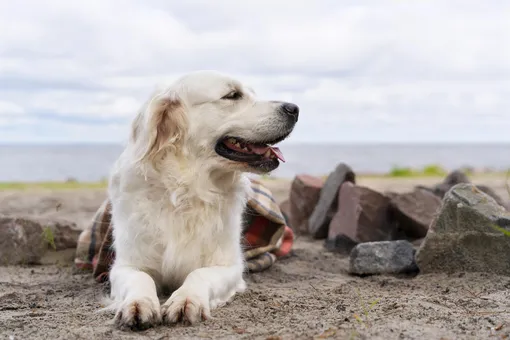 Большая пиренейская собака: фото, привычки