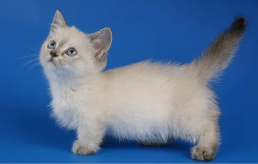 Породы кошек с голубыми глазами: манчкин