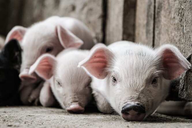 7 поразительных фактов о свиньях, которые вы не знали