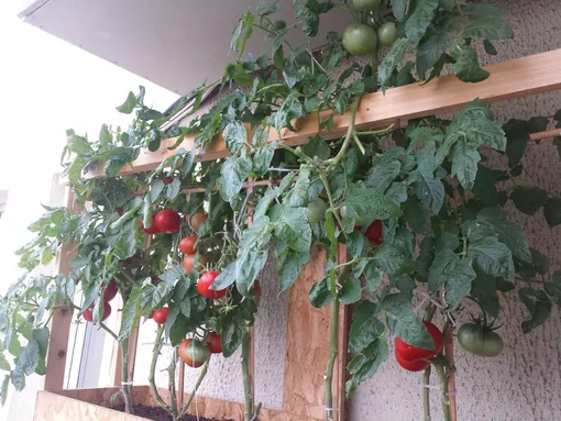 Условия для выращивания помидора на балконе