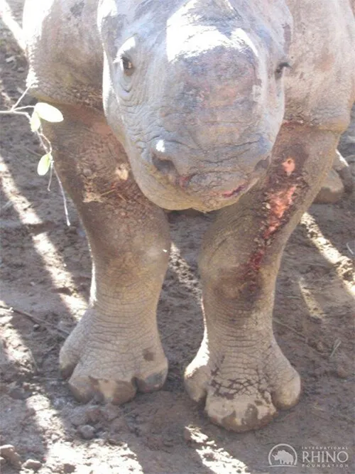 Детеныш носорога получил серьезные ранения
