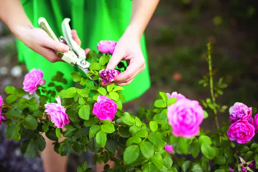 Как нужно ухаживать за розами, чтобы они красиво цвели всё лето
